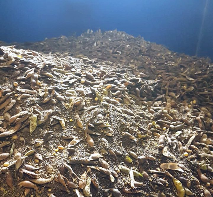 Soya Beans Waste Buckinghamshire