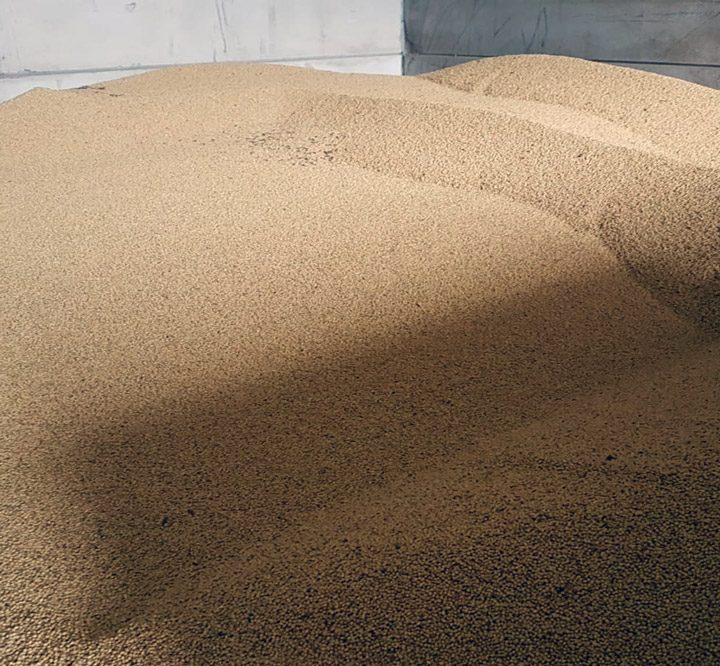 Soya Beans cleaned buckinghamshire