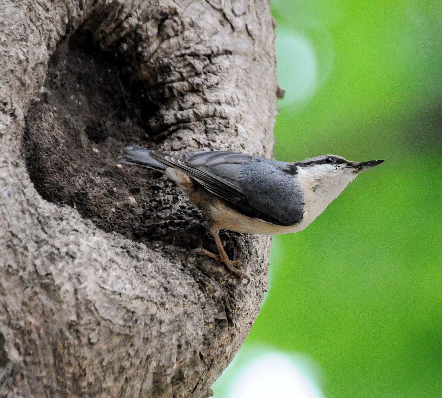 john drury - nuthatch 02-min